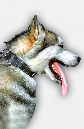 Siberian Husky Leather Dog Collar Decorated with Antiqued Nickel Plates