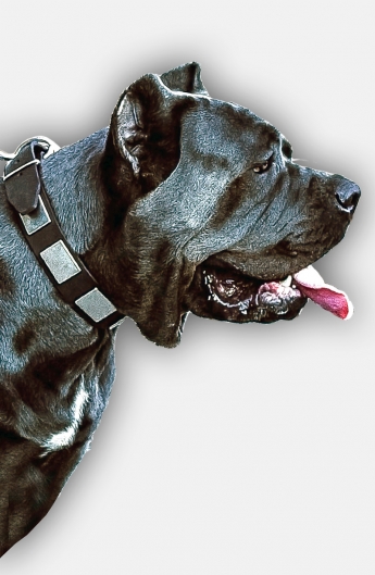 Leather Cane Corso Collar Decorated with Old Nickel Plates
