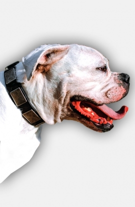 American Bulldog Leather Collar with Silvery Massive Plates