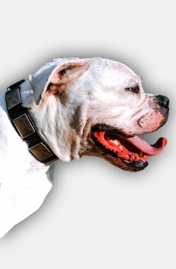 American Bulldog Leather Collar with Silvery Massive Plates