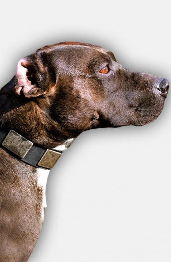 Pitbull Leather Collar with Silvery Massive Plates