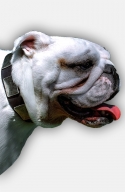 English Bulldog Leather Collar with Silvery Massive Plates