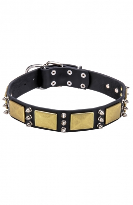 Leather Bull Terrier Collar with Spikes and Old Brass Massive Plates