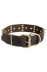 Leather Bull Terrier Collar with Spikes and Old Brass Massive Plates