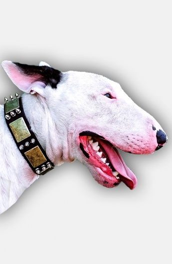 Leather Bull Terrier Collar with Spikes and Old Brass Massive Plates