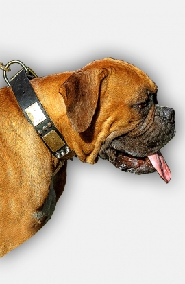 Leather Boxer Collar with Spikes and Old Brass Massive Plates