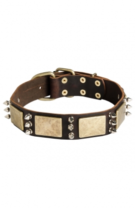 Amstaff Collar with Silver-like Spikes and Old Brass Massive Plates