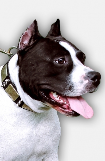 Amstaff Collar with Silver-like Spikes and Old Brass Massive Plates