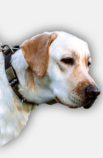 Labrador Collar with Silver-like Spikes and Old Brass Massive Plates