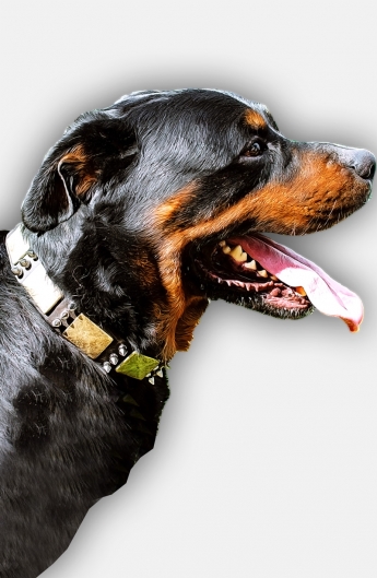 Rottweiler Collar with Silver-like Spikes and Old Brass Massive Plates