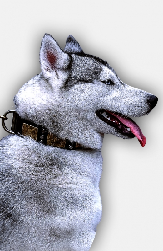 best collar for siberian husky