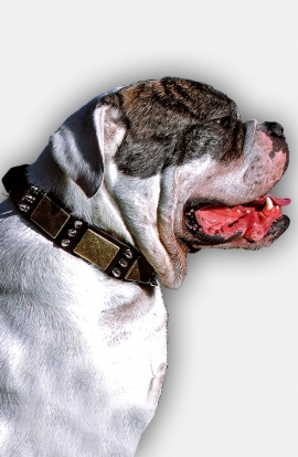 War-Style Leather American Bulldog Collar with Silver-like Spikes and Vintage Brass Plates Catalog   Products