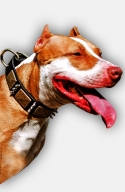 War-Style Leather Pitbull Collar with Spikes and Massive Brass Plates