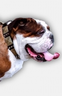 English Bulldog Leather Collar Equipped with Plates and Spikes