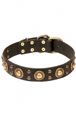 Studded Dog Collar with Brass Decorations “Golden Knights”