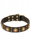 Studded Dog Collar with Brass Decorations Golden Knight