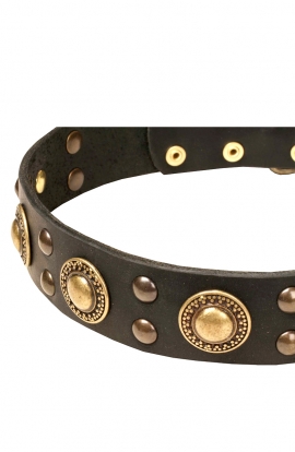 Studded Dog Collar with Brass Decorations “Golden Knights”