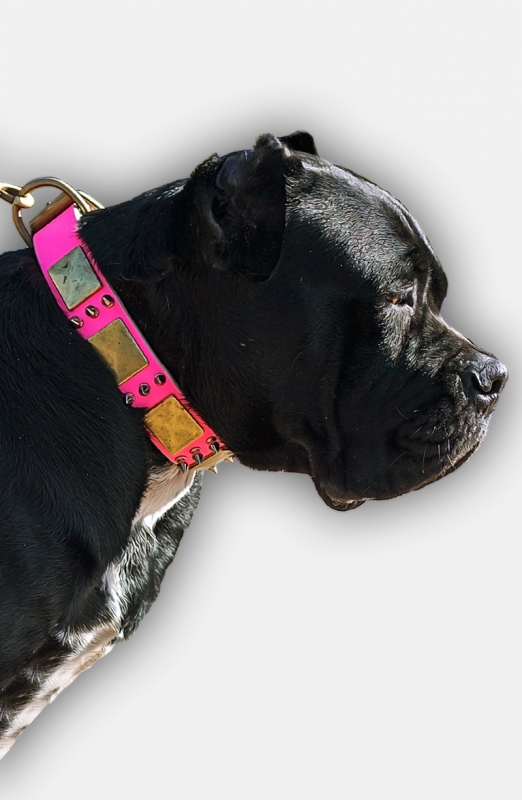 cane corso collar leather spikes massive plates walking pink collars dog female