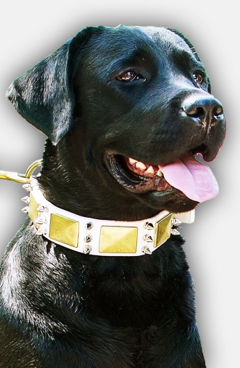 Dog Collars And Leads Set For Labradors Dog Collars And Leads Set For Labradors