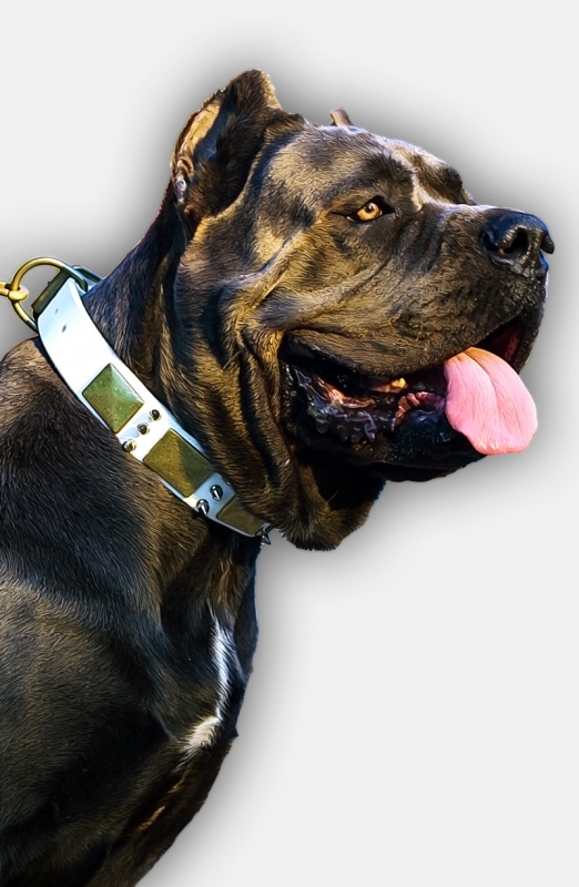 get designer cane corso collar of white leather with color tabs