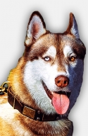 Siberian Husky Leather Collar with Vintage Brass Plates and Nickel Pyramids