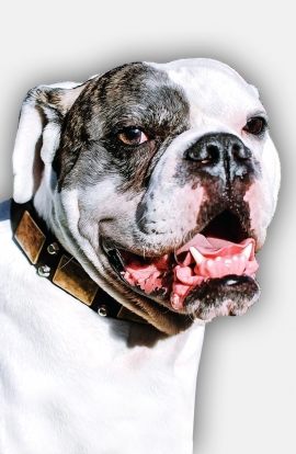 Vintage Leather Bulldog Collar with Old Brass Massive Plates and Nickel Plated Cones