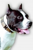 Amstaff Leather Collar with Massives Plates and Nickel Pyramids