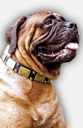 Bullmastiff Leather Collar with Massives Plates and Nickel Pyramids