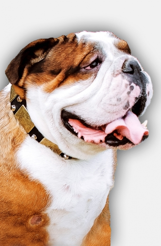Buy Leather English Bulldog Collar with Massive Plates and