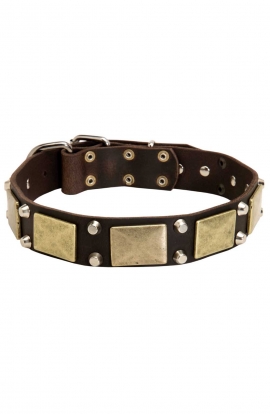 Faancy Leather English Bull Terrier Collar with Old Brass Massive Plates and 2 Nickel Pyramids