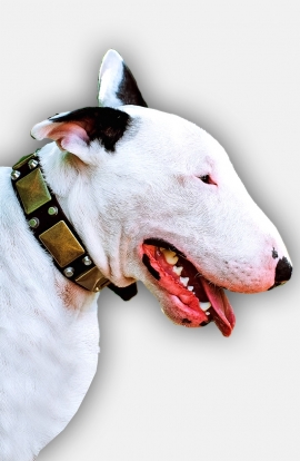 Faancy Leather English Bull Terrier Collar with Old Brass Massive Plates and 2 Nickel Pyramids