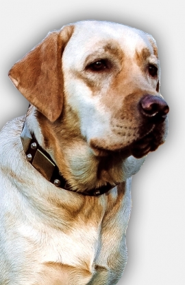 Leather Labrador Collar with Pyramids and Brass Plates