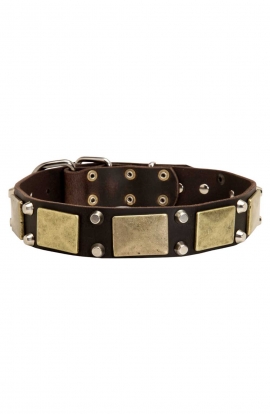 Leather Pitbull Collar with Silver-color Pyramids and Brass Plates