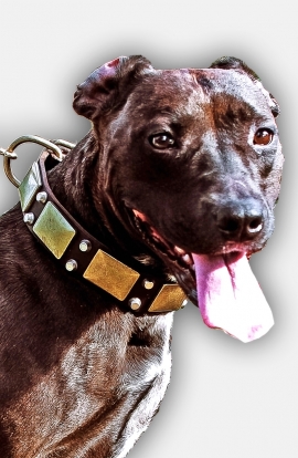 Leather Pitbull Collar with Silver-color Pyramids and Brass Plates