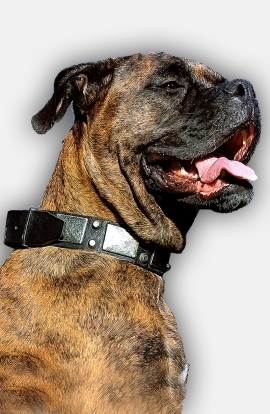 Leather Boxer Collar with Vintage Nickel Plated Decor