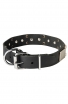 Leather Amstaff Collar with Old Nickel Plated Decor