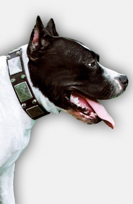 Leather Amstaff Collar with Old Nickel Plated Decor