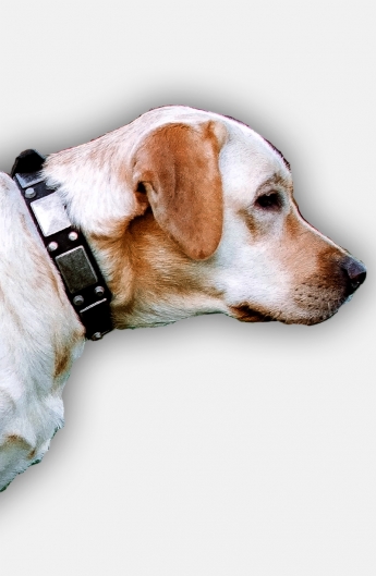 Leather Labrador Collar with Old Nickel Plated Decor