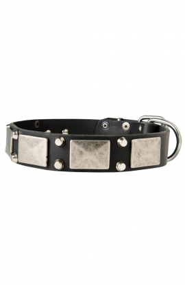 Leather Pitbull Collar with Old Nickel Plated Decor