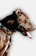 Pitbull Dog Collar with Vintage Nickel Plates and Pyramids