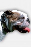 English Bulldog Collar with Old Nickel Plates and Pyramids