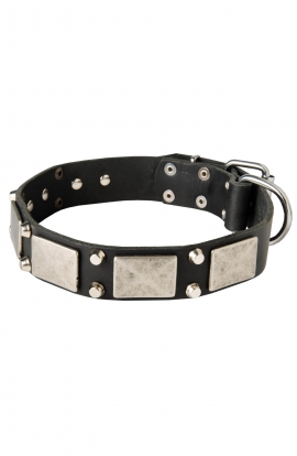 Leather American Bulldog Collar with Old Nickel Plated Decor