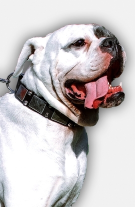 Leather American Bulldog Collar with Old Nickel Plated Decor