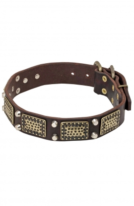 English Bull Terrier Collar with Vintage Brass Plates and Nickel Studs