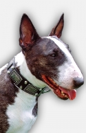 English Bull Terrier Collar with Vintage Brass Plates and Nickel Studs