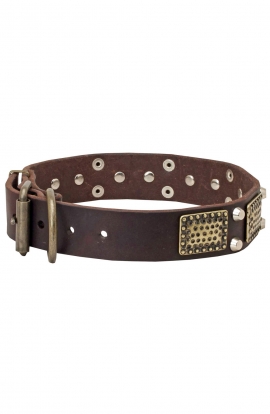 Boxer Collar with Vintage Brass Plates and Nickel Studs