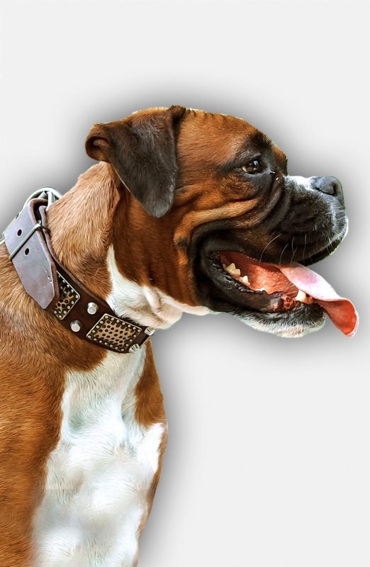 Buy Boxer Leather Collar with Massive Plates and Nickel Studs