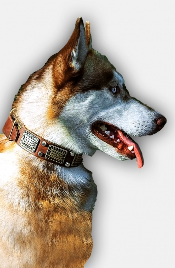 Siberian Husky Collar with Vintage Brass Plates and Nickel Studs