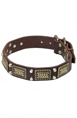 Cane Corso Collar Decorated with Brass Cones and Plates