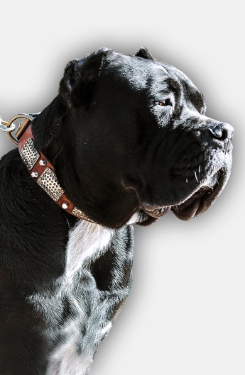Cane Corso Collar Decorated with Brass Cones and Plates